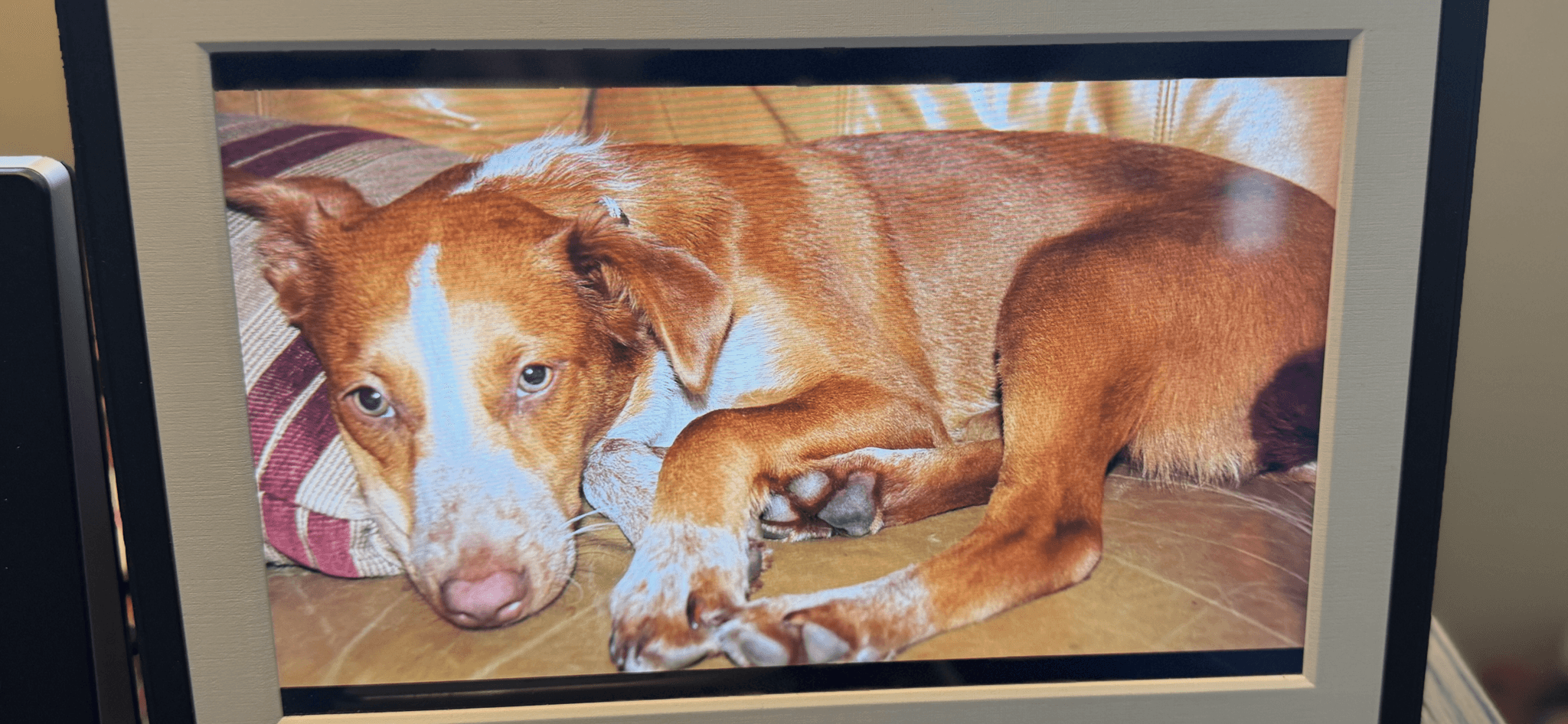 Happy puppy ready for adventure in the Inland Northwest — dog-friendly trails, parks, and patios in Coeur d'Alene and Post Falls Idaho